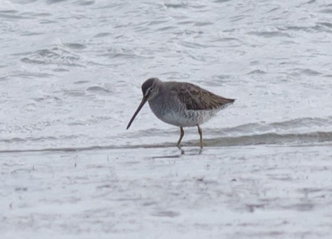 Long-billed Dowitcher - ML74844971