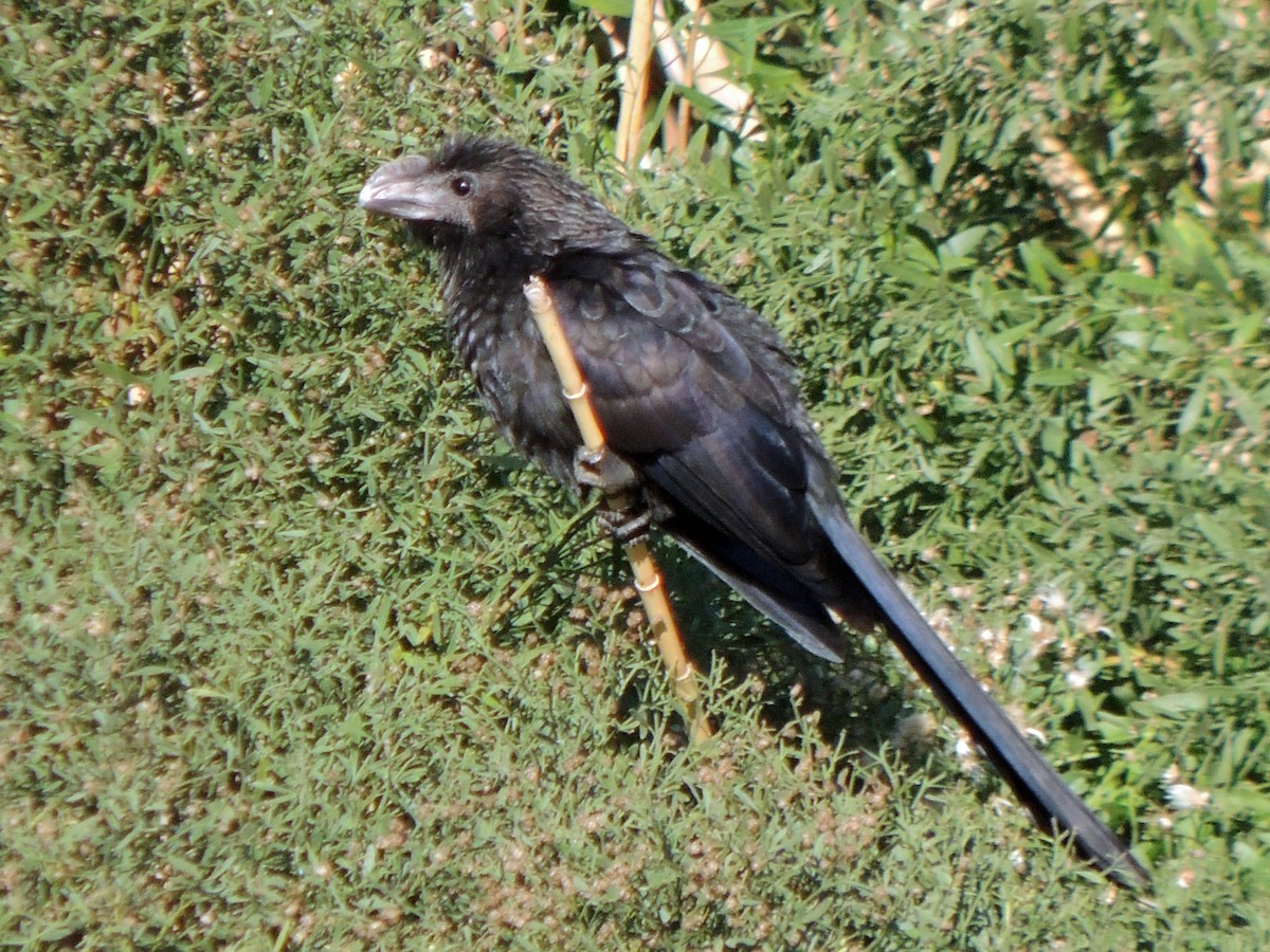 Smooth-billed Ani - Lucy Jacobson