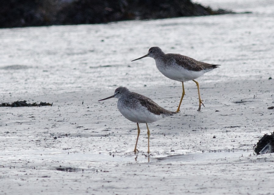 Greater Yellowlegs - ML74845191