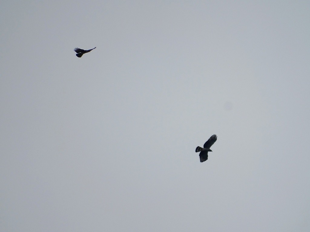 Hook-billed Kite - ML74845961