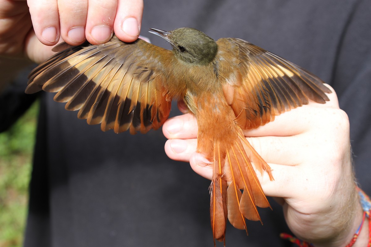 Olivaceous Woodcreeper - ML74846241