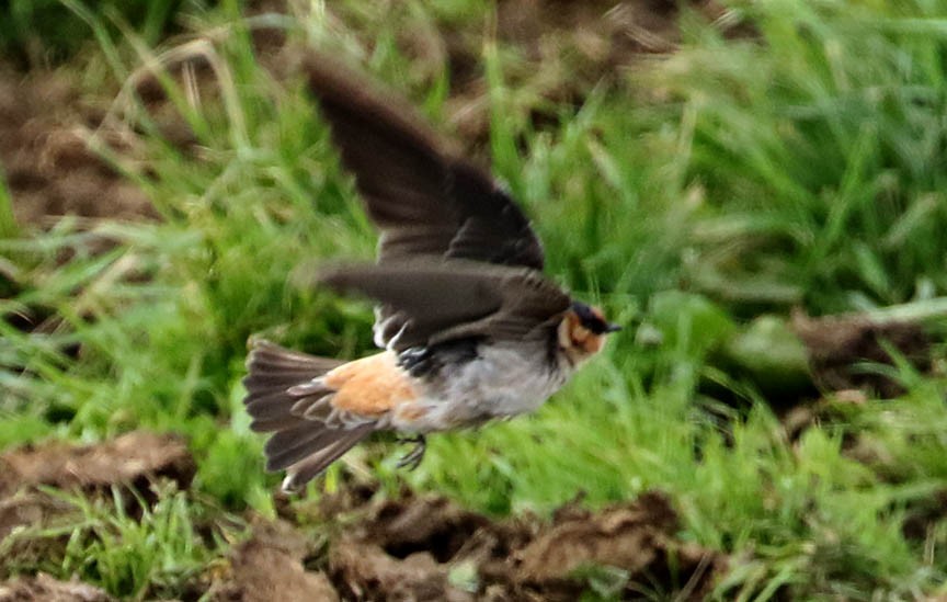 Cave Swallow - ML74846441