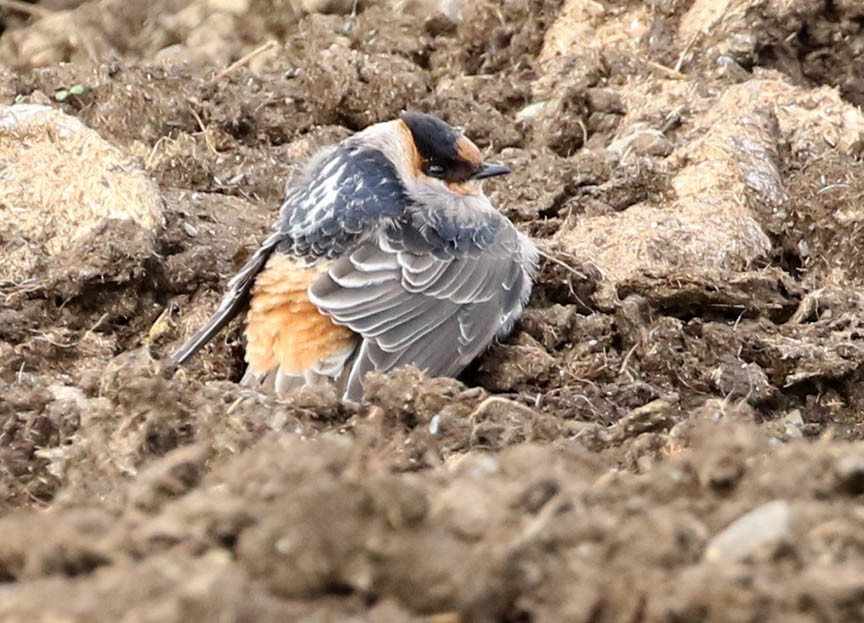 Cave Swallow - Mark Dennis