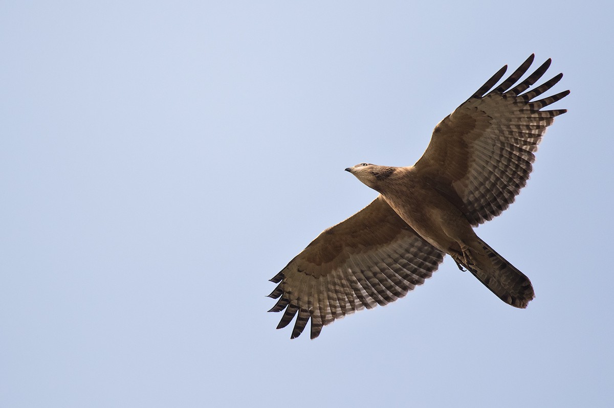 Oriental Honey-buzzard - ML74846871