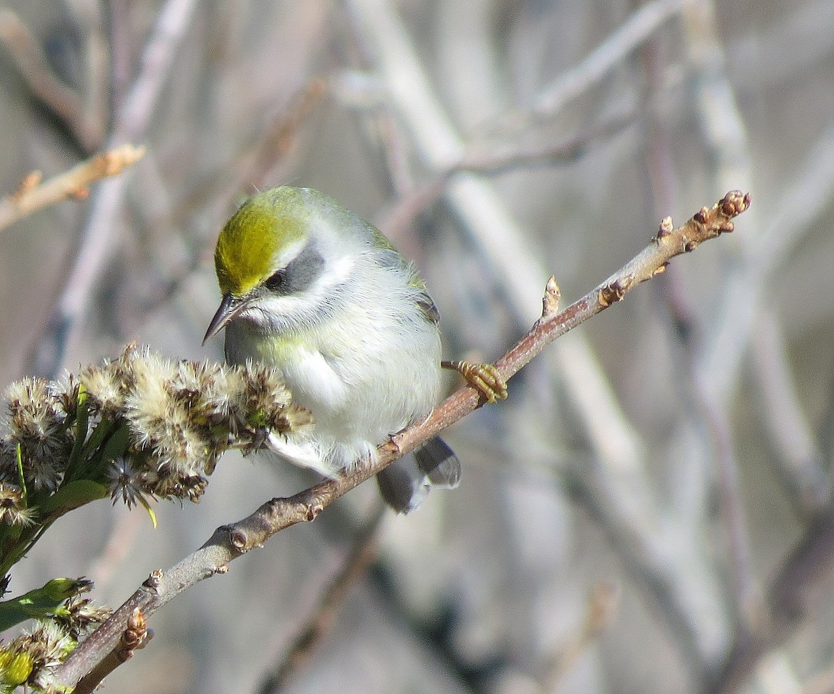 Golden-winged Warbler - Tom Boyle