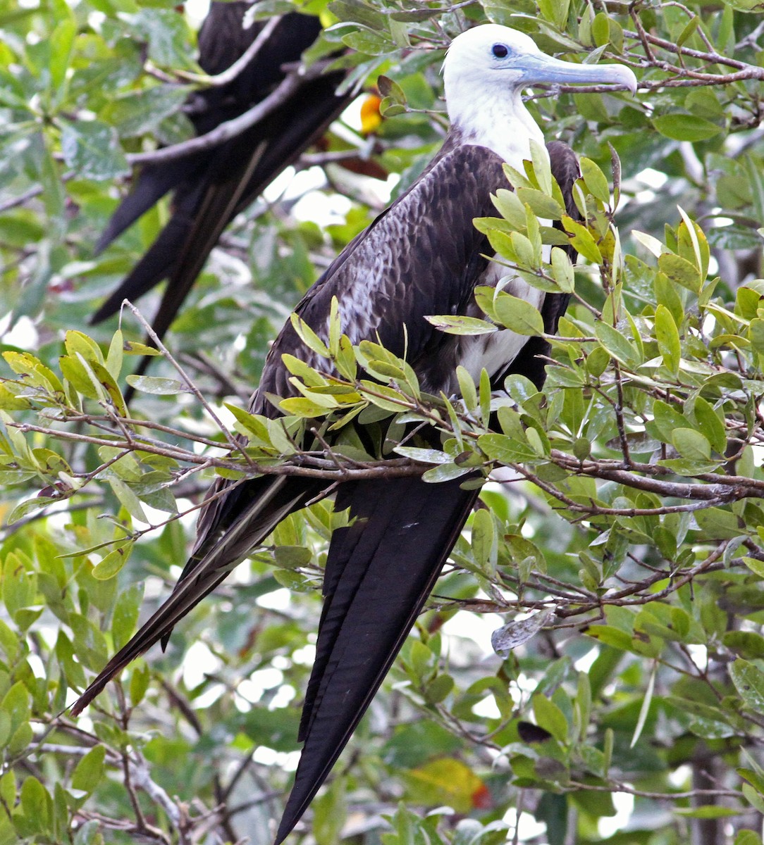 Magnificent Frigatebird - Cindy Franklin