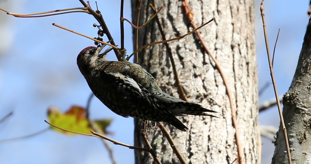 Yellow-bellied Sapsucker - ML74849971