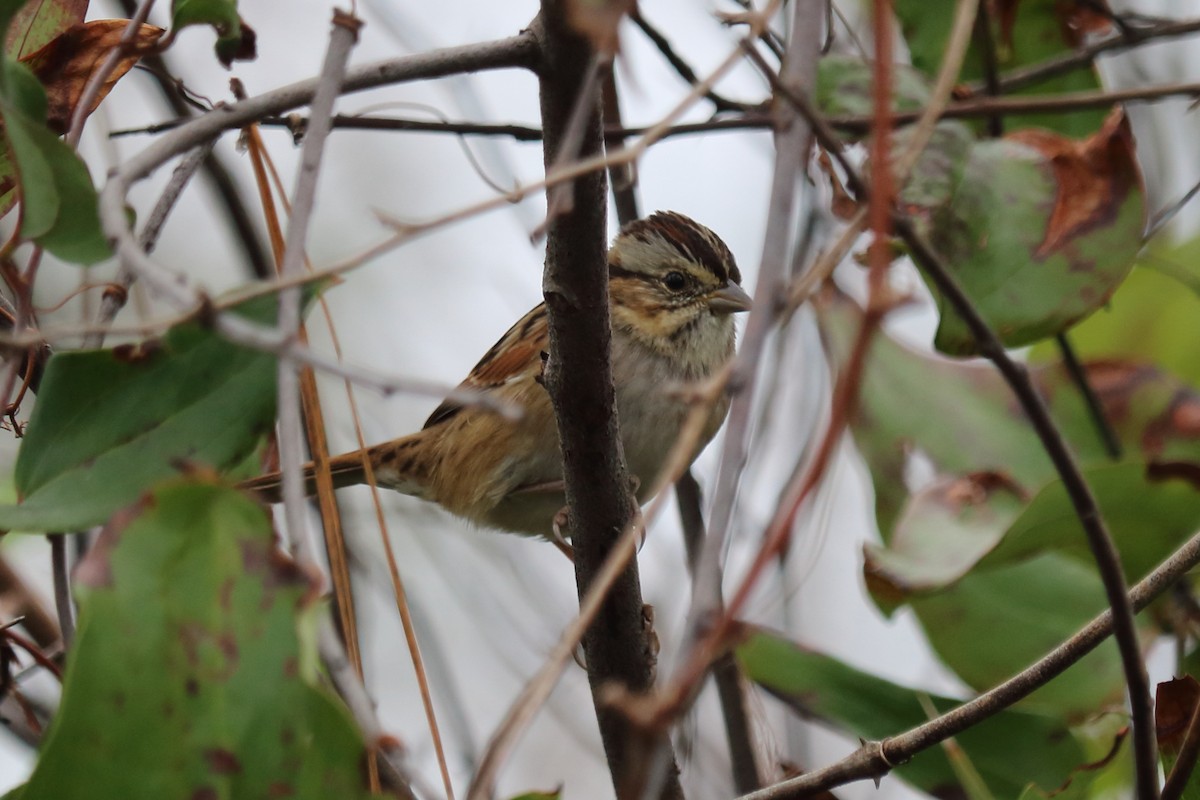 Swamp Sparrow - ML74850541