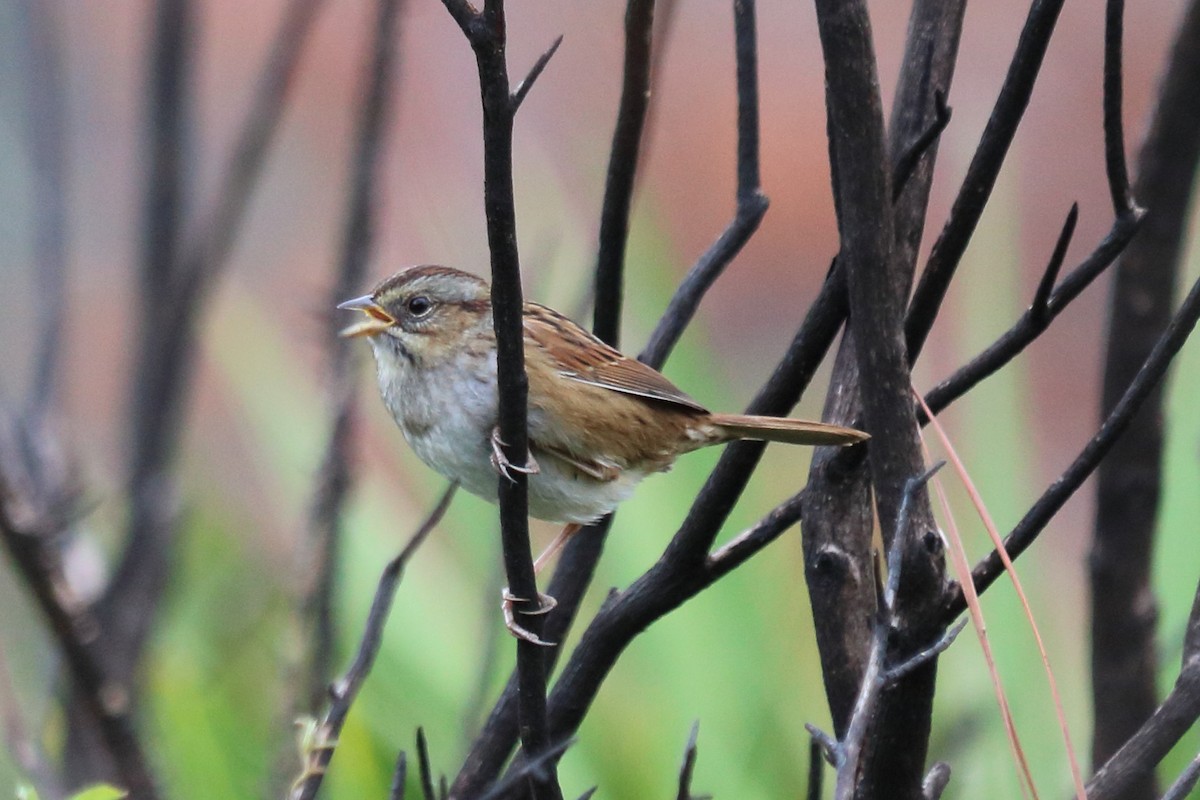 Swamp Sparrow - ML74851031