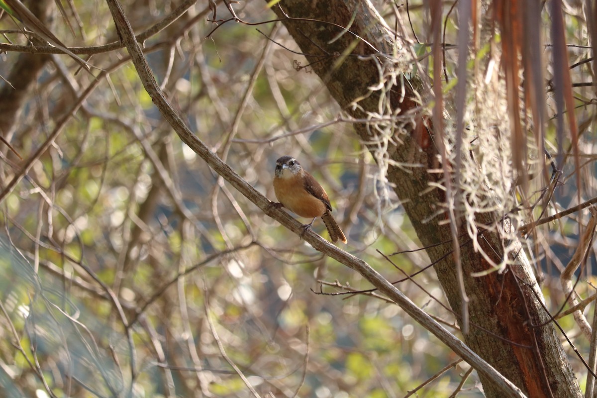 Carolina Wren - Alta Tanner