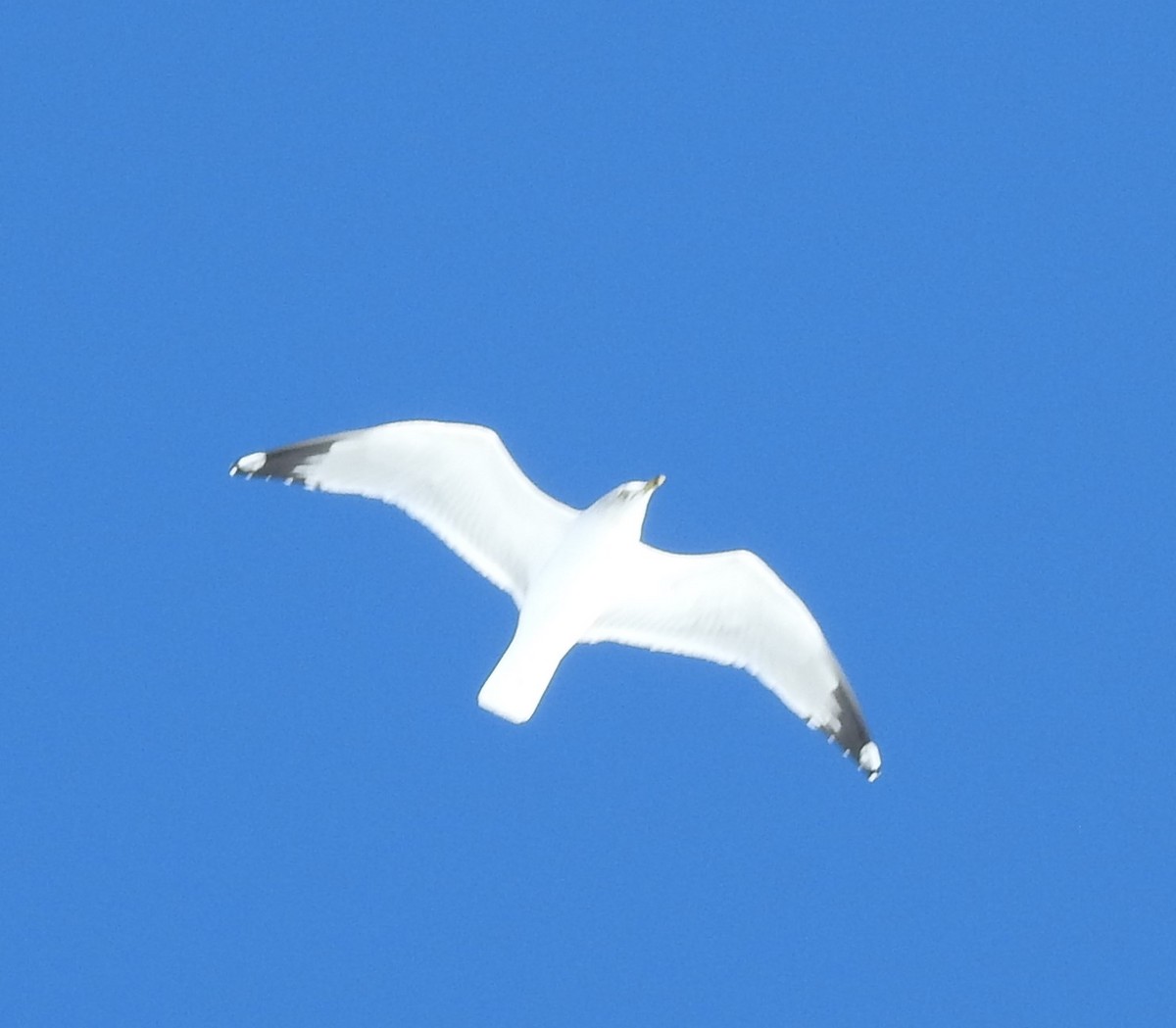 Ring-billed Gull - ML74852221