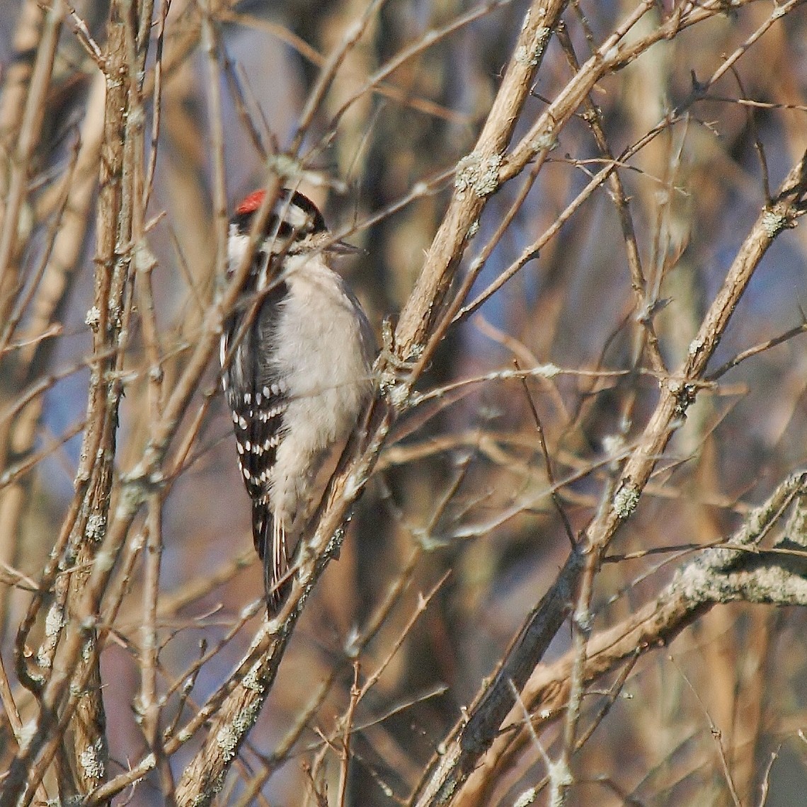 Downy Woodpecker - Bill Bunn