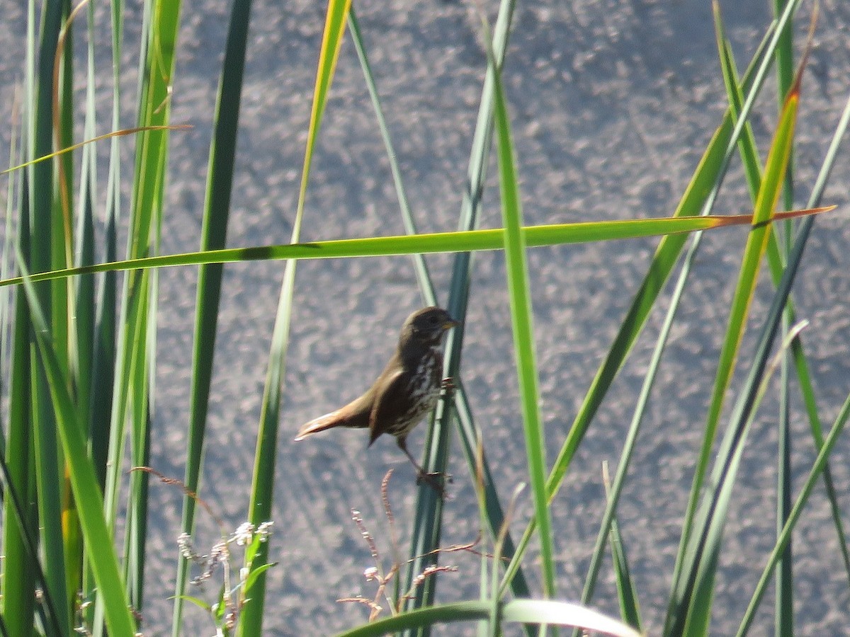 Fox Sparrow - ML74855351