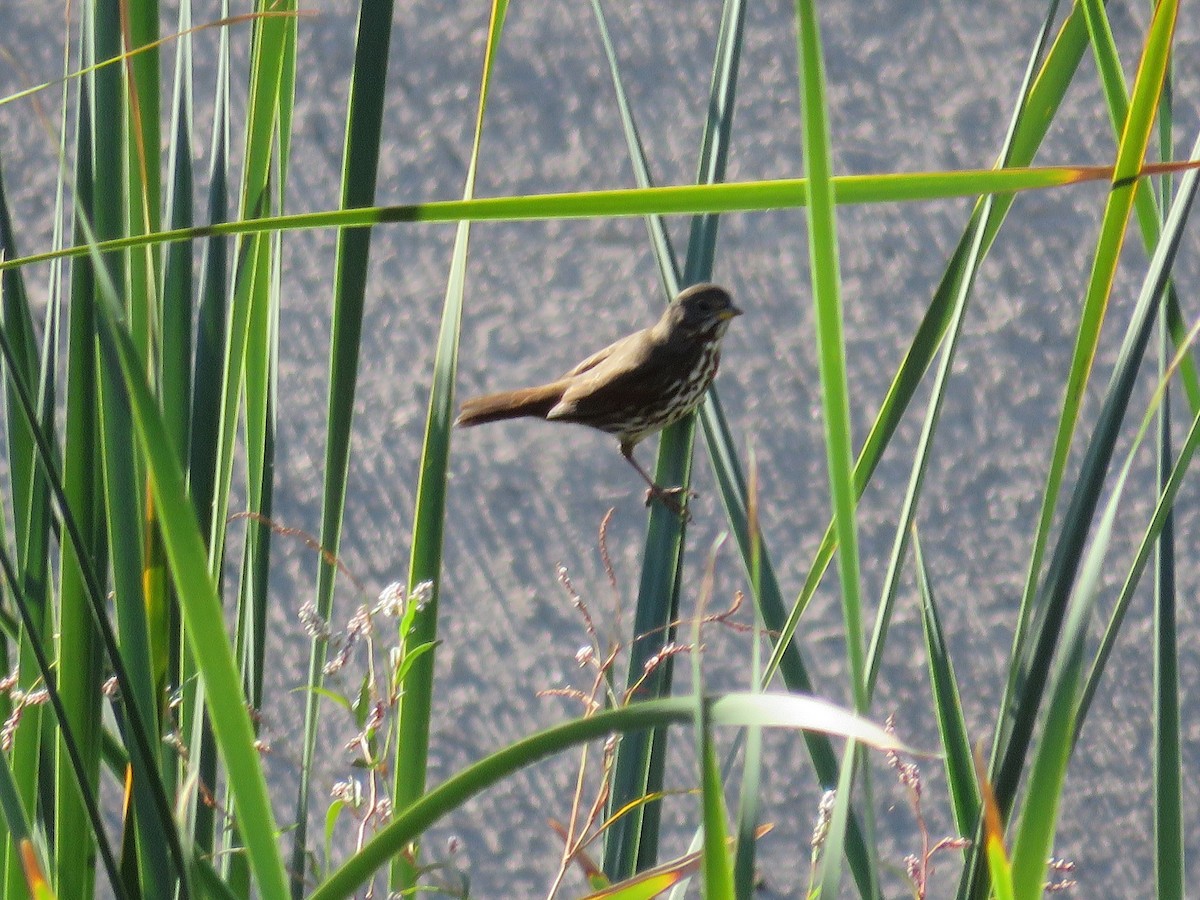 Fox Sparrow - ML74855361