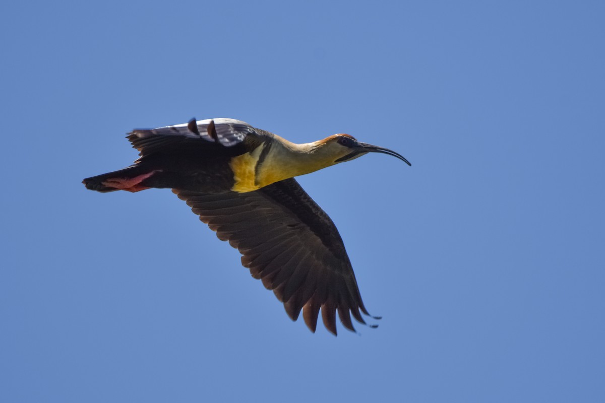 patagoniaibis - ML74855681