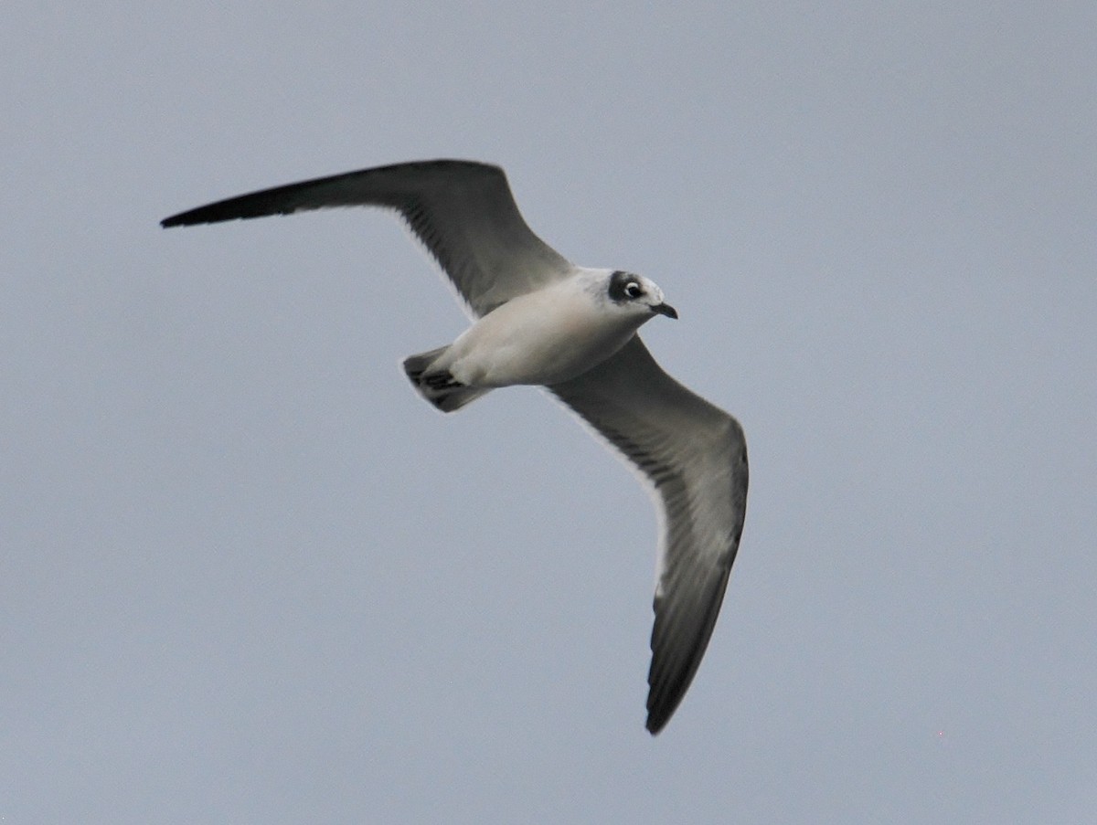 Franklin's Gull - ML74856191