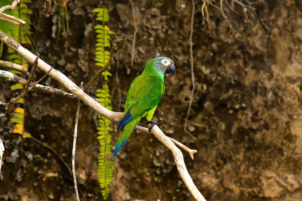 Dusky-headed Parakeet - graichen & recer