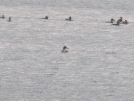 Red-breasted Merganser - ML74856751