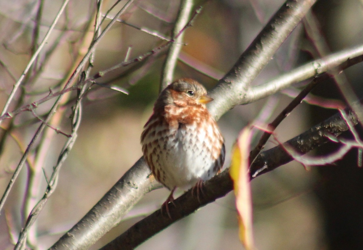 Fox Sparrow - Nathan O'Reilly