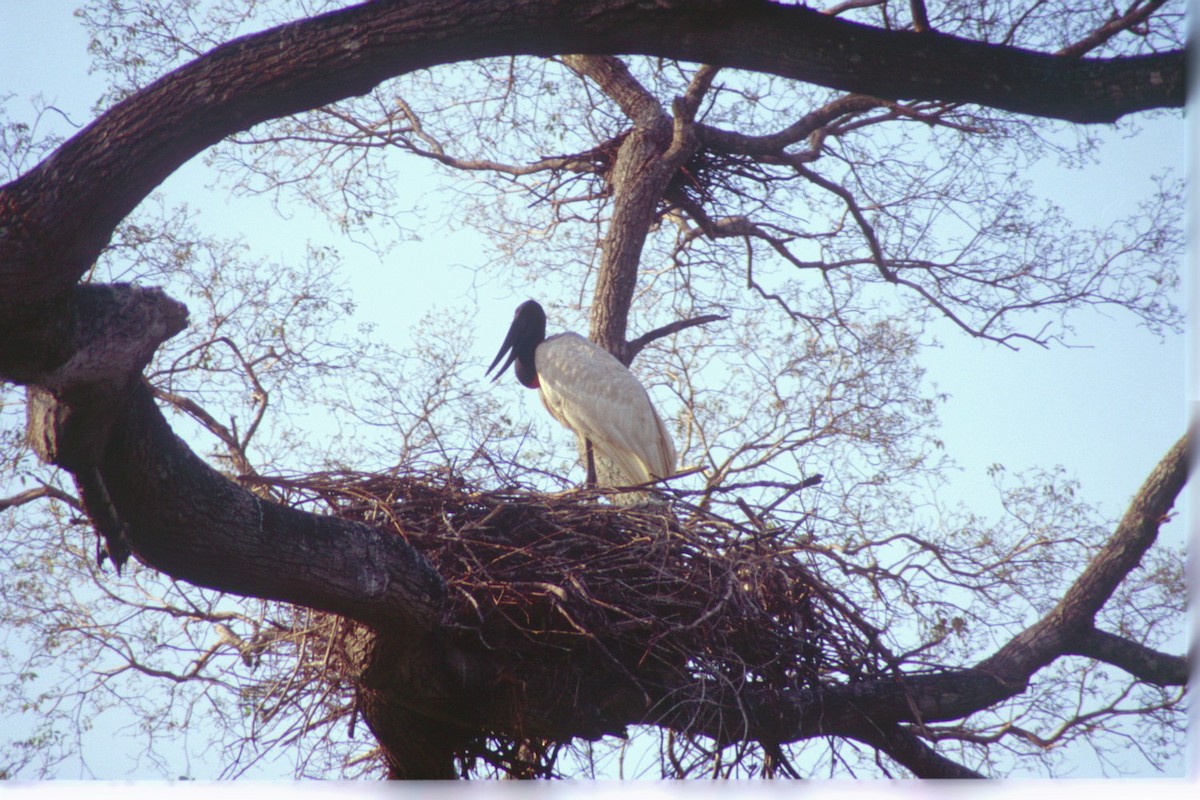 čáp jabiru - ML74857971