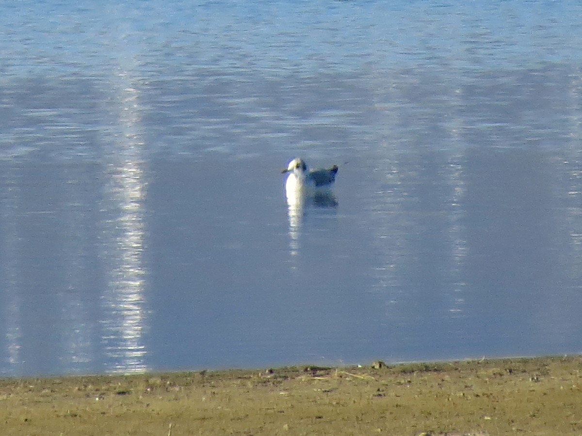 Bonaparte's Gull - Ted Floyd