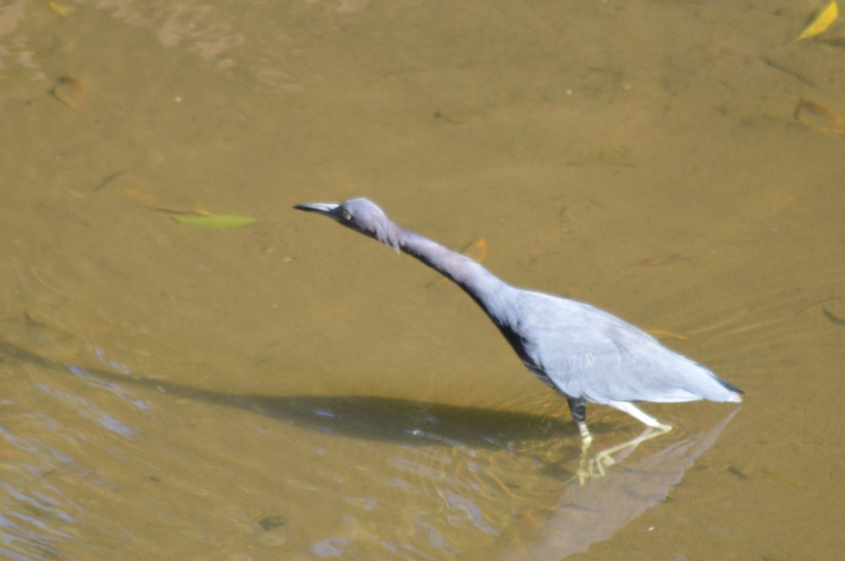 Little Blue Heron - ML74859941