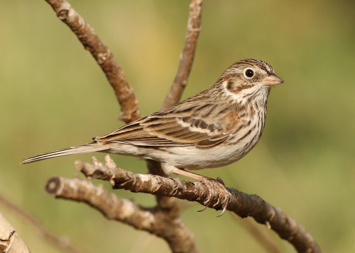 Vesper Sparrow - Ann Mallard