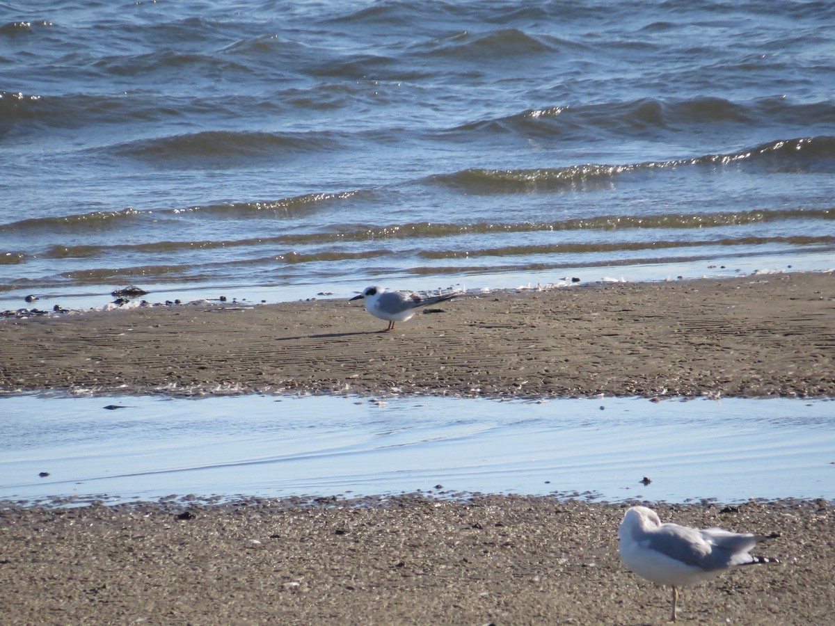 Forster's Tern - ML74863511