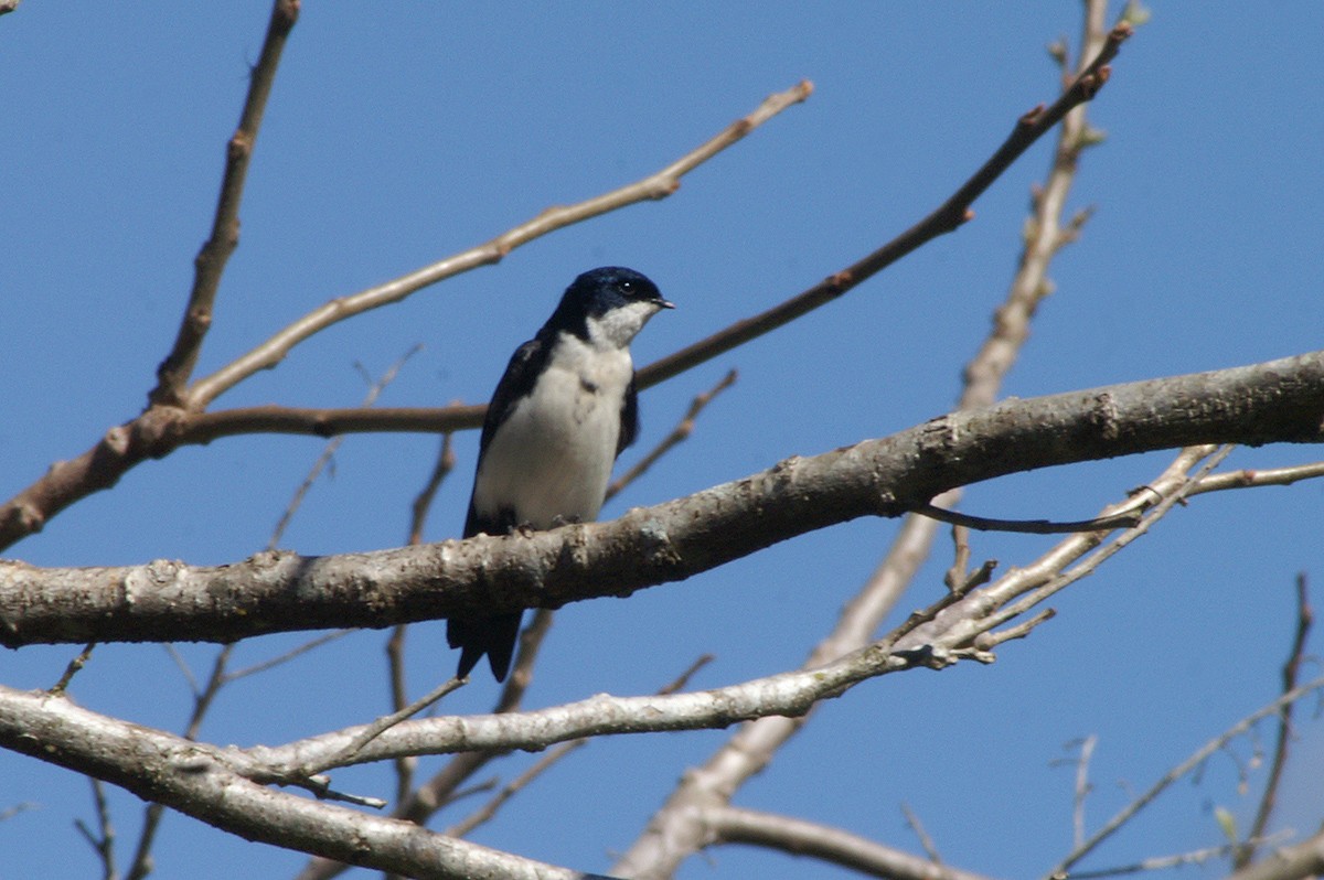 Blue-and-white Swallow - ML74863611