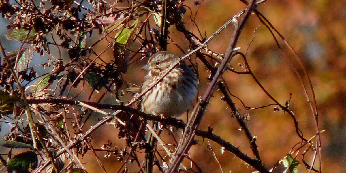 Song Sparrow - John Beetham