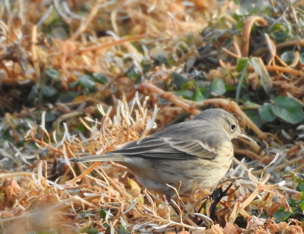 American Pipit - ML74865361