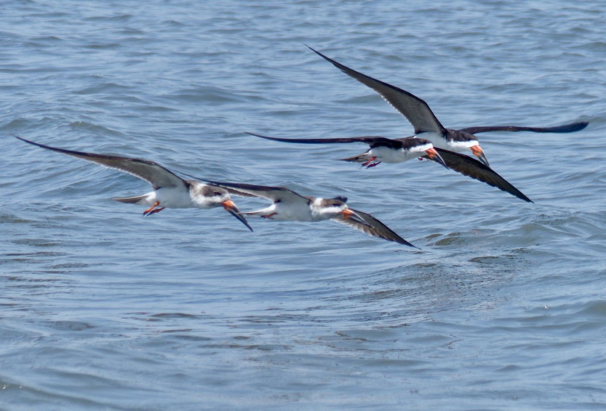 Black Skimmer - ML74865481