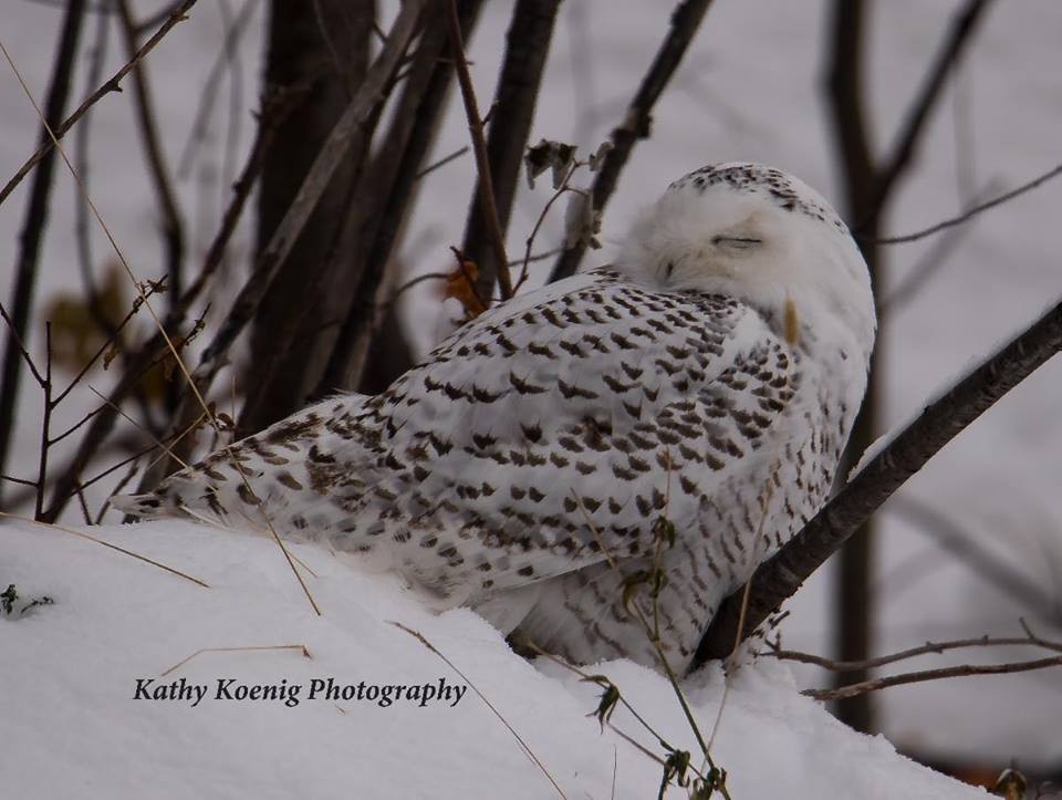 Snowy Owl - Kathy Koenig