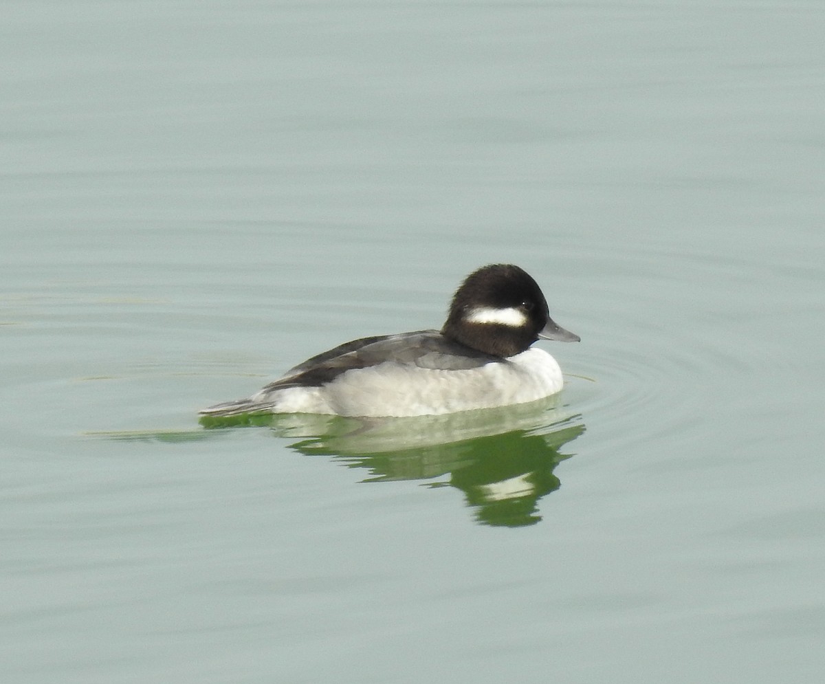 Bufflehead - ML74867081