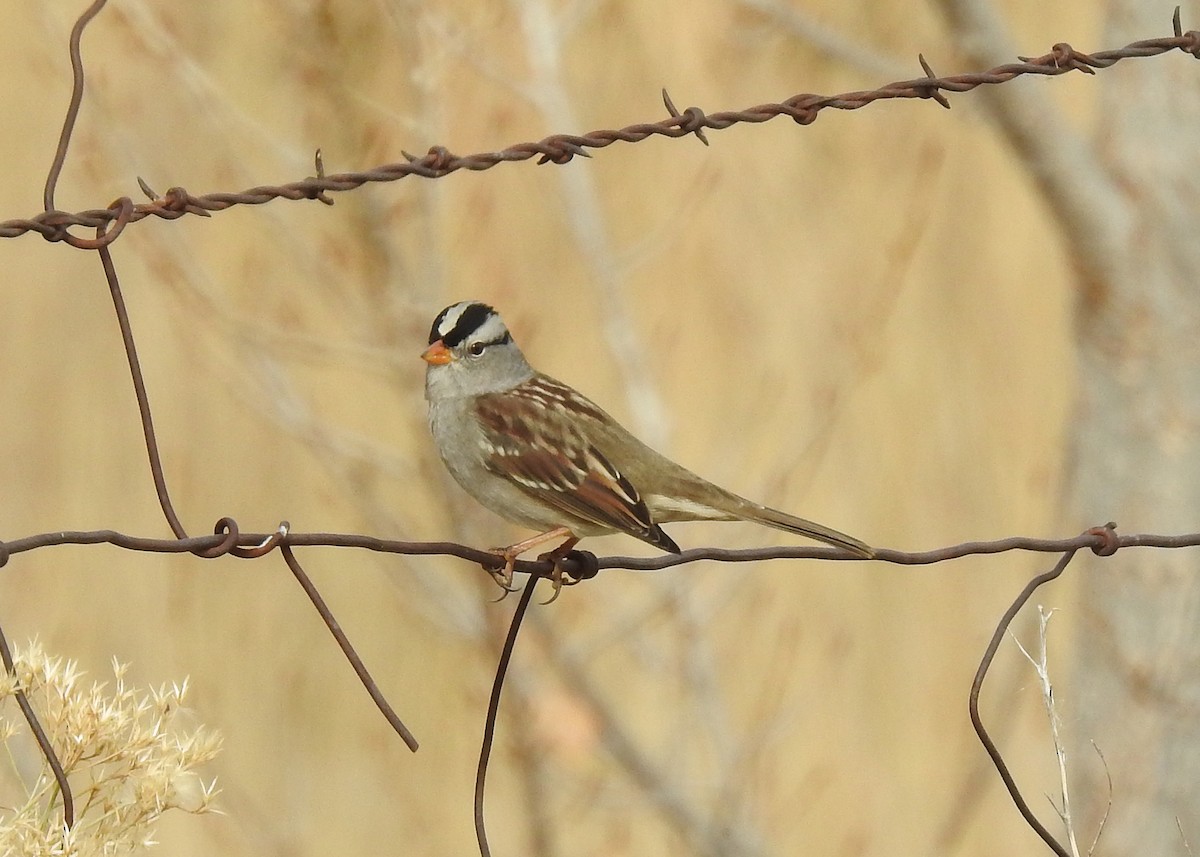 White-crowned Sparrow - ML74867991