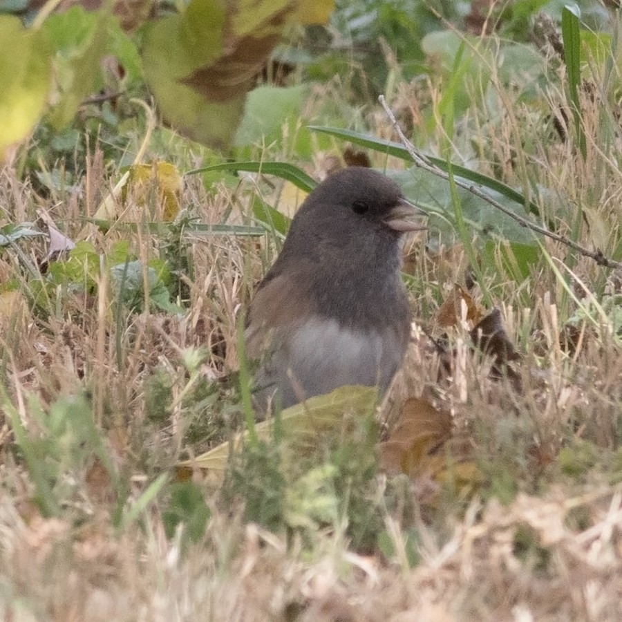 Junco Ojioscuro (grupo oreganus) - ML74868281