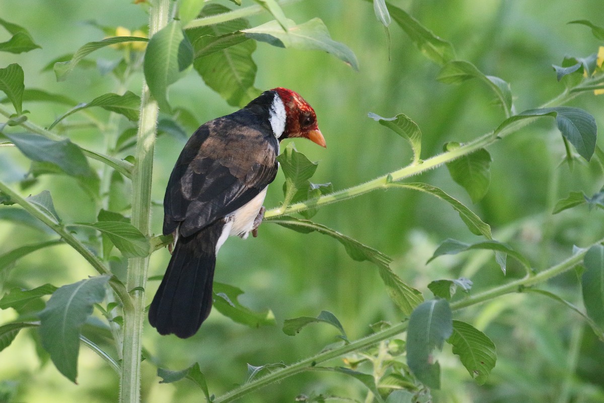 Yellow-billed Cardinal - ML74868811