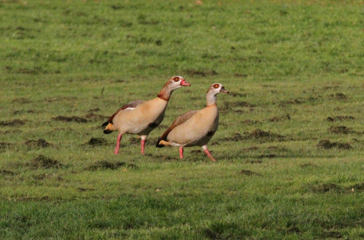 Egyptian Goose - Paul Lewis