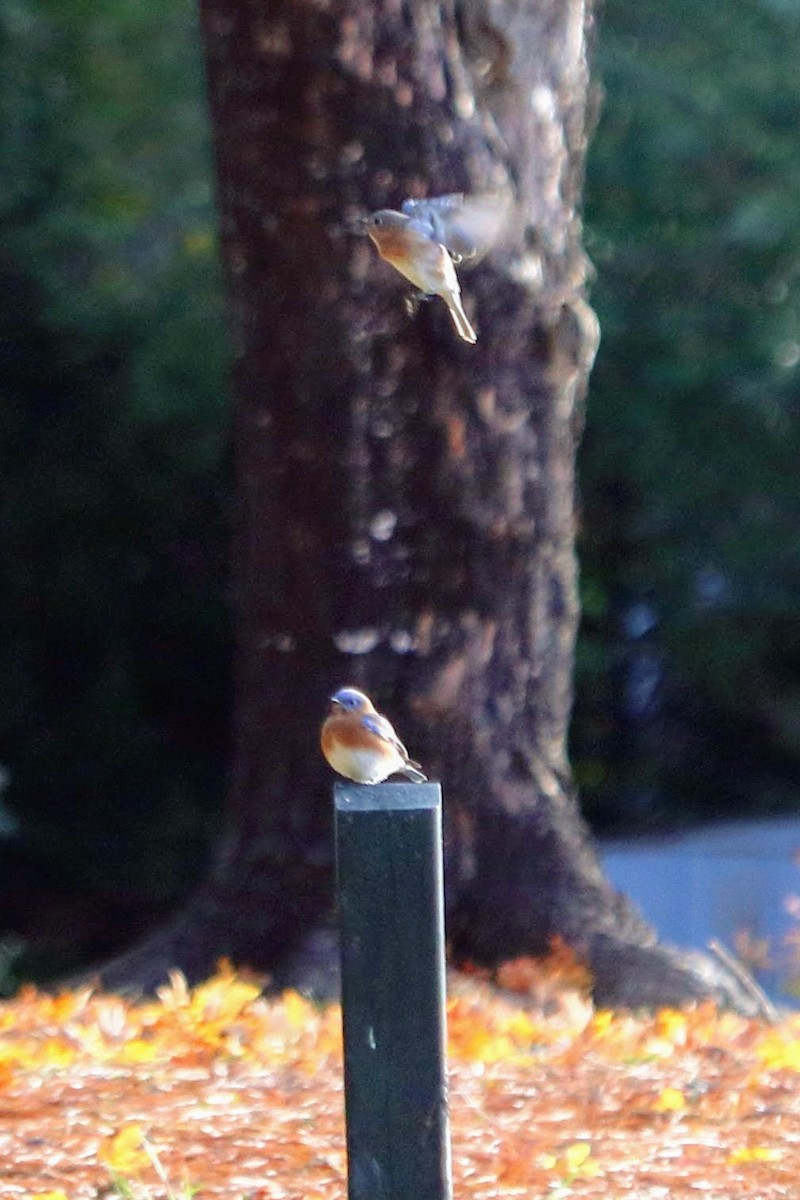 Eastern Bluebird - ML74870521