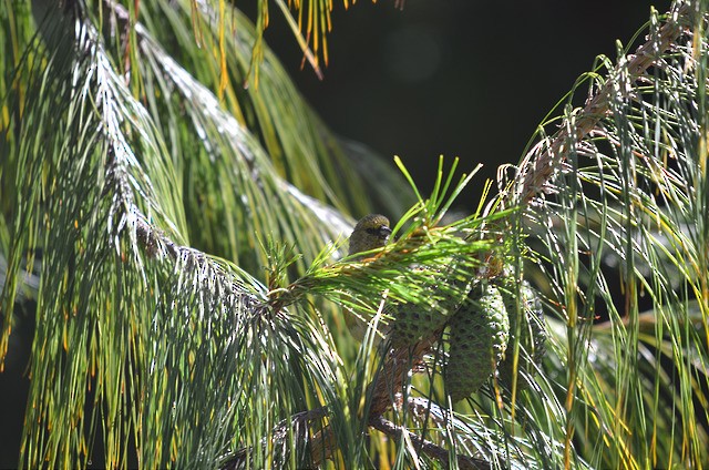 Hawaii-Amakihikleidervogel (wilsoni) - ML74870831