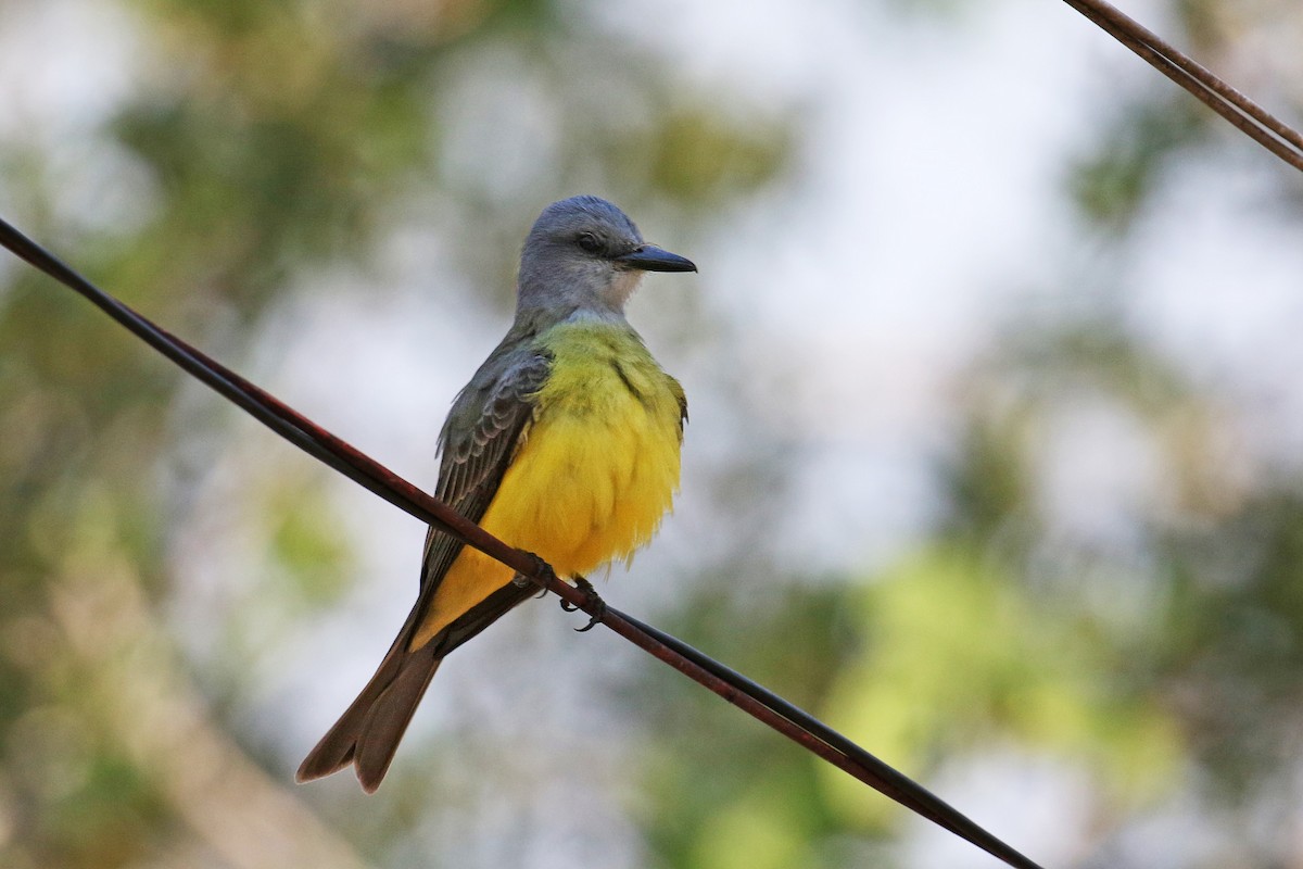 Tropical Kingbird - David Lang