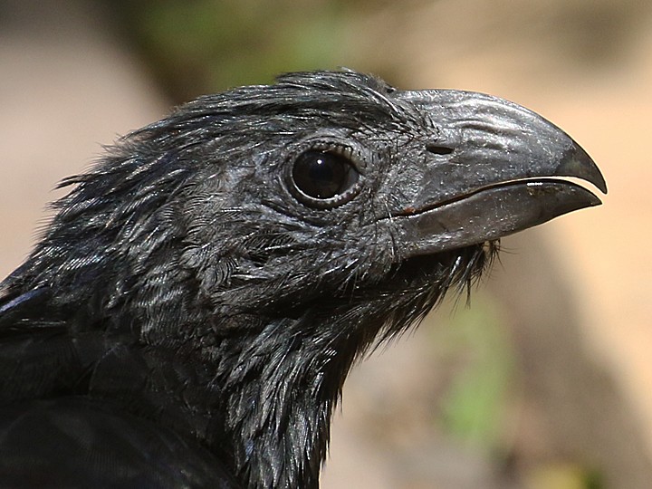 Groove-billed Ani - Matt VanWallene