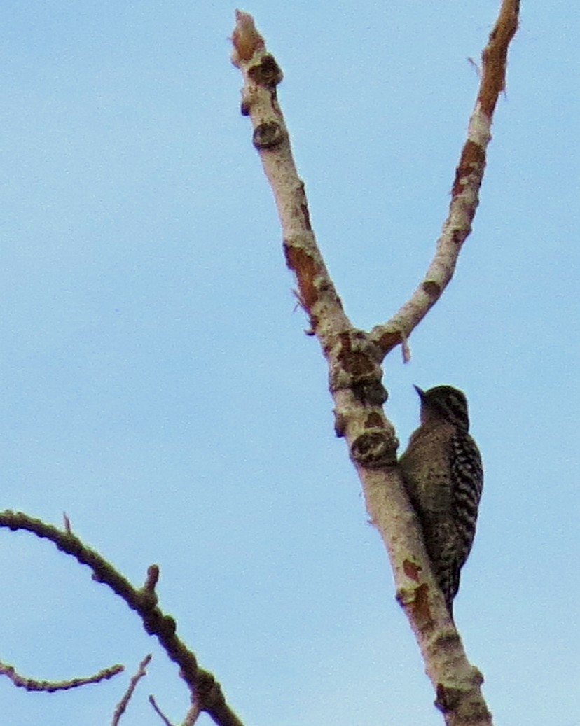 Ladder-backed Woodpecker - Diane Drobka