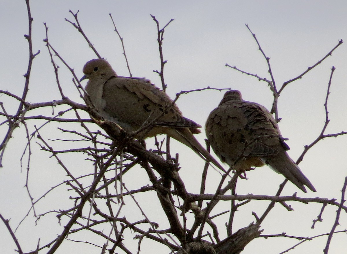 Mourning Dove - ML74873711