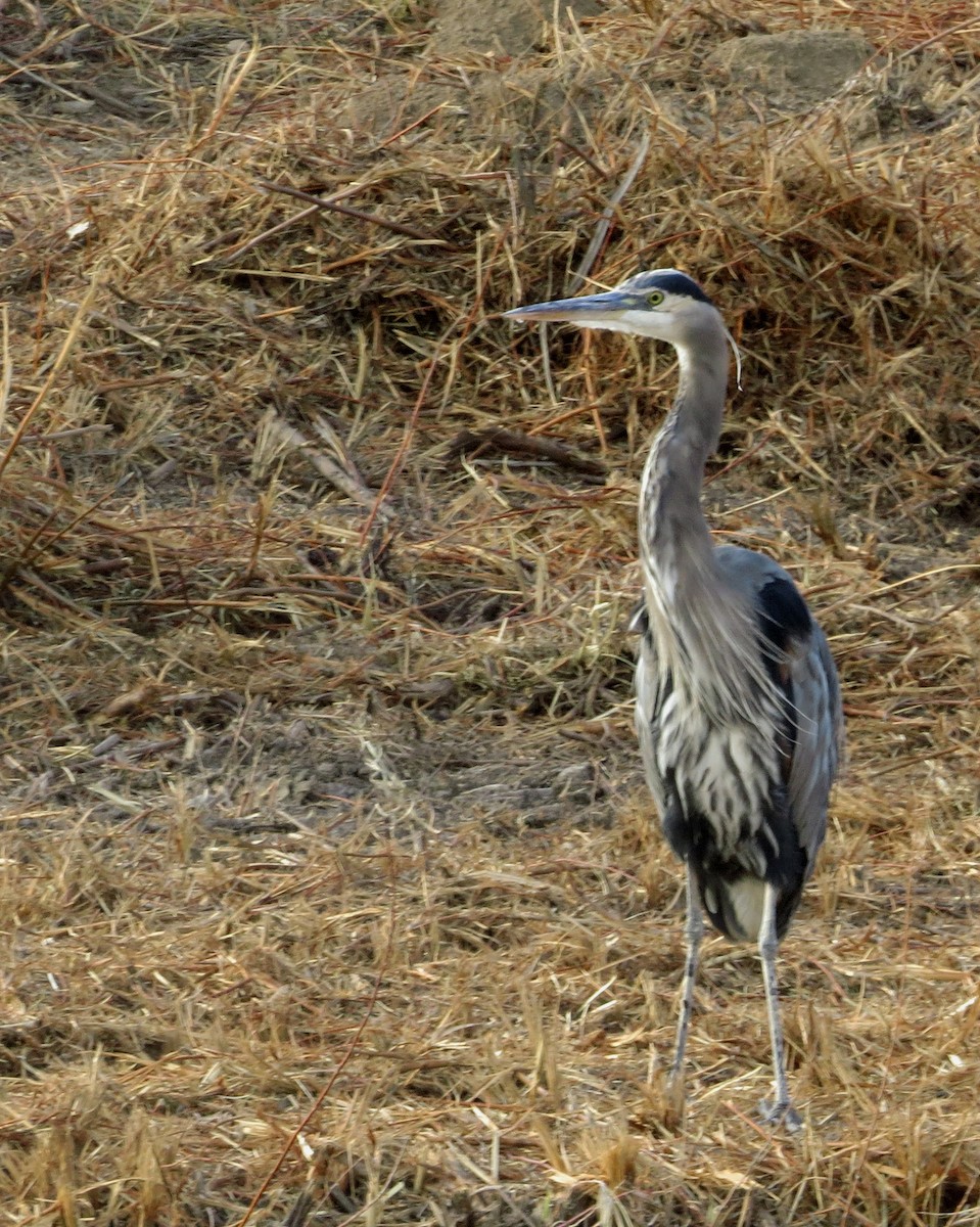 Great Blue Heron (Great Blue) - Diane Drobka