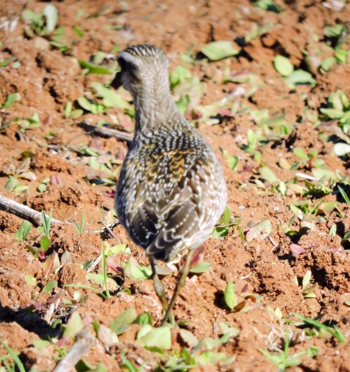 American Golden-Plover - ML74876141