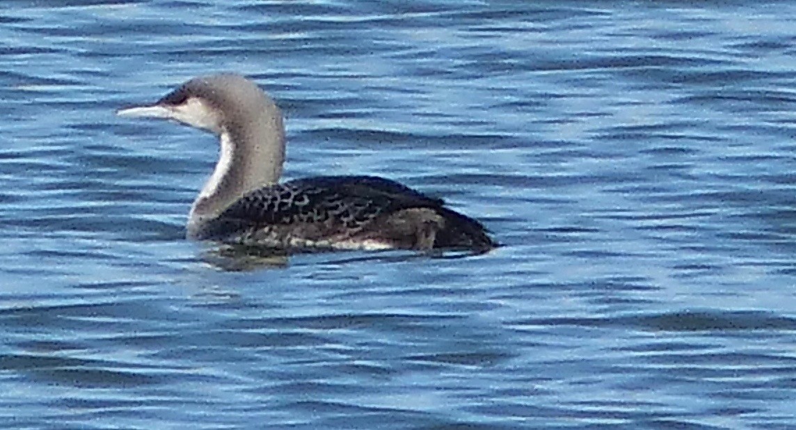 Pacific Loon - ML74880471