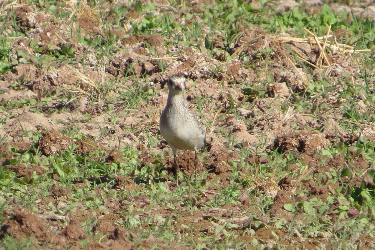 American Golden-Plover - ML74881401