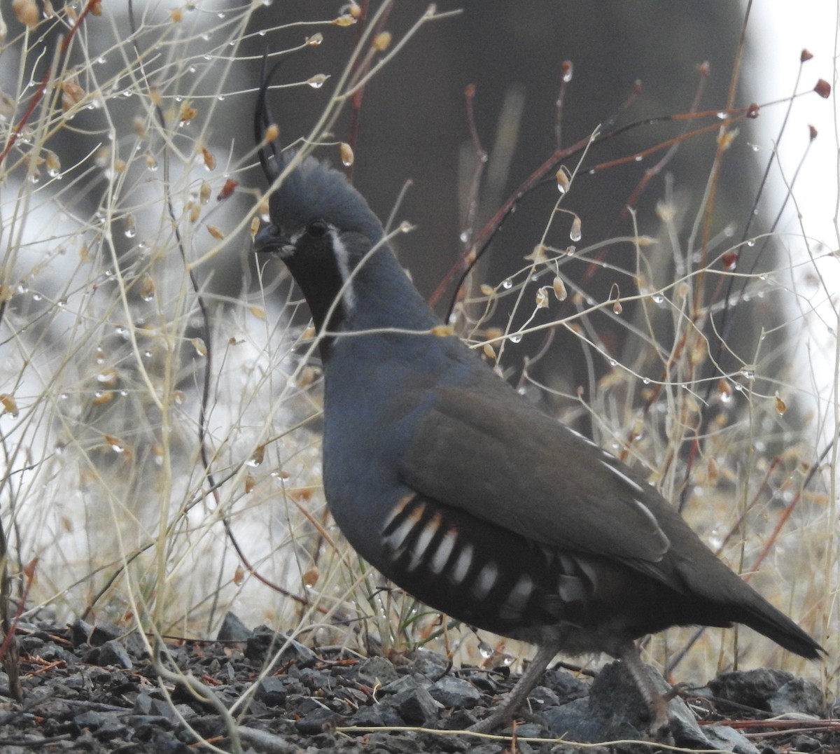 Mountain Quail - Mark Bartolome Stevens