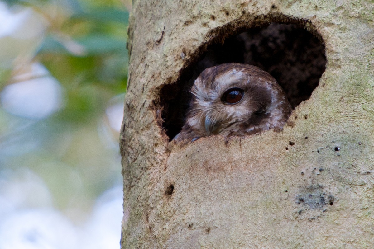 Bare-legged Owl - ML74881661